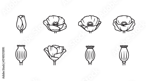 Collection of hand-drawn poppy flowers and seed pods botanical study in sketch style vector