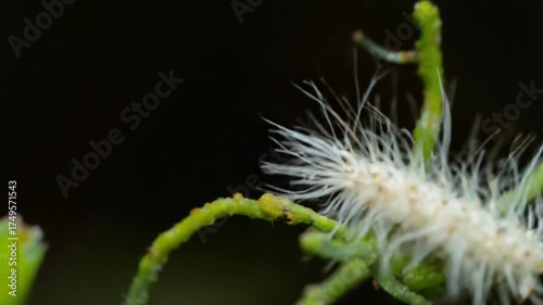 White Fuzzy Caterpillar on Green Plant - A Close-Up View.