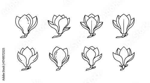 Hand drawn magnolia flower sketches collection delicate botanical art botanical floral design elements vector