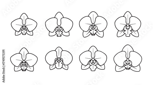 Eight delicate hand drawn orchid flower sketches collection botanical drawing art vector