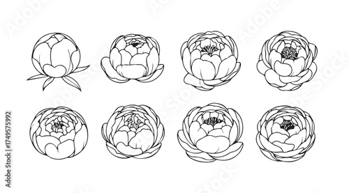 Set of eight delicate hand drawn line art peony flower buds various stages of bloom vector