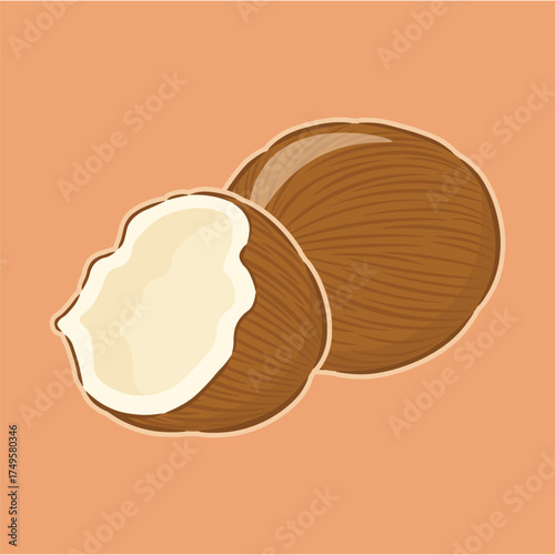 illustration of a mature coconut, with a brown outer skin
