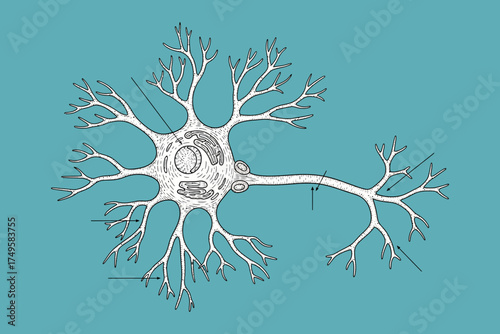 Detailed illustration of a neuron showcasing its complex structure and branching connections