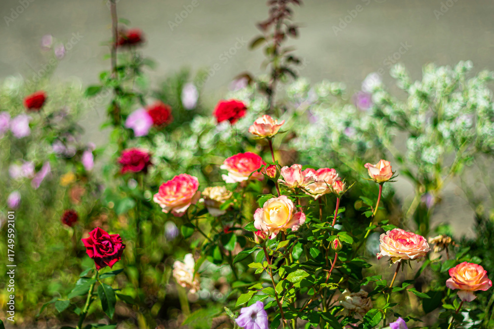 Obraz premium Beautiful bright flowers in a flowerbed in the last days of summer.