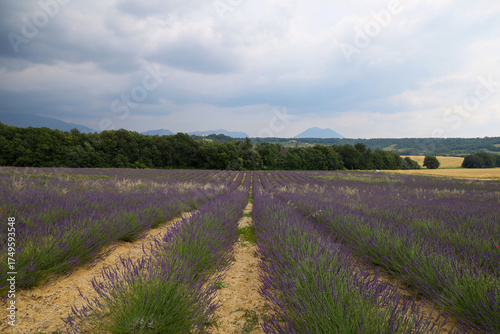 Lavender field in the mountains of Provence, France