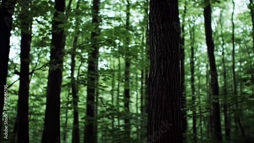 Dense Forest Canopy With Tall Trees and Lush Green Foliage.