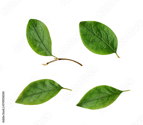 Set of green leaves of Coto...