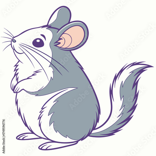Cute Chinchilla sitting and looking
