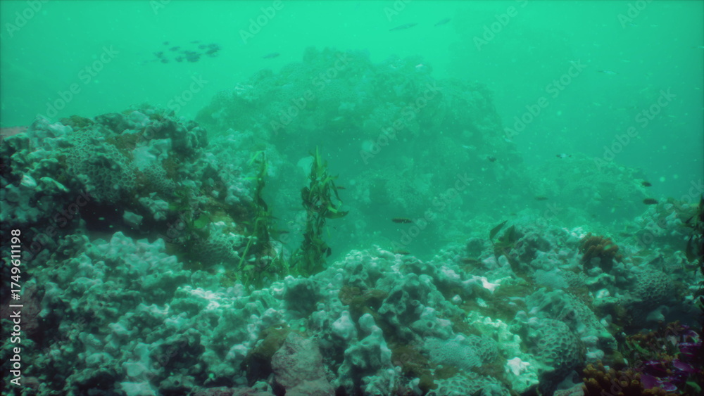 Fototapeta premium Colorful corals and diverse fish populate a beautiful underwater scene. This serene view showcases the vibrant ecosystem of a coral reef, teeming with life and color.