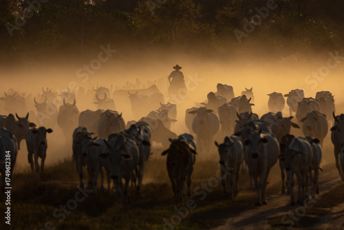Cowboy round cattle at sunset