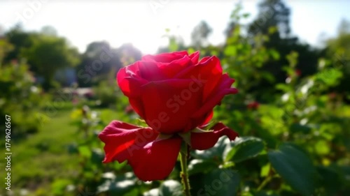 A Captivating Red Rose in Full Bloom - A Gardens Jewel.