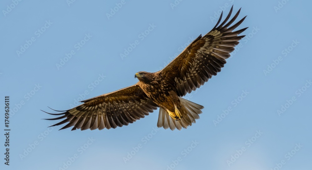Obraz premium Majestic eagle spreading its wings in flight, symbol of strength, freedom, and power, perfect for wildlife, nature, and patriotic themes.