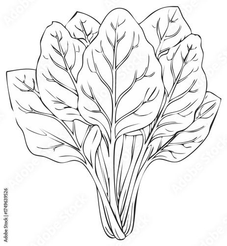 Stylized Black and White Drawing of a Bunch of Fresh Spinach Leaves