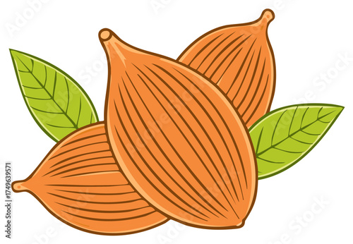 Aromatic cardamom spice pods with green leaves vector illustration