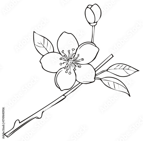 Floral Branch Blossom and Bud Line Art Style Illustration