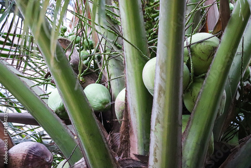 Multiple young coconuts forming closely under vibrant green palm fronds