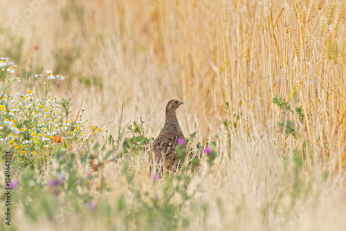 Grey Partridge (Perdix perdix) female foraging in colourful blooming wildflower field margin in farmland, Hesse, Germany