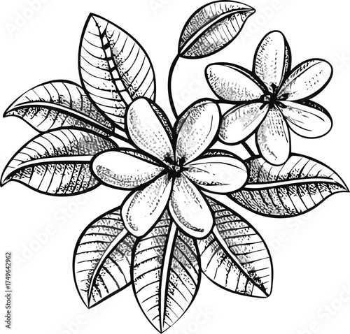 Plumeria flower line art vector drawing tropical floral illustration eps silhouette