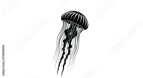 A detailed illustration of a black jellyfish with long trailing tentacles.