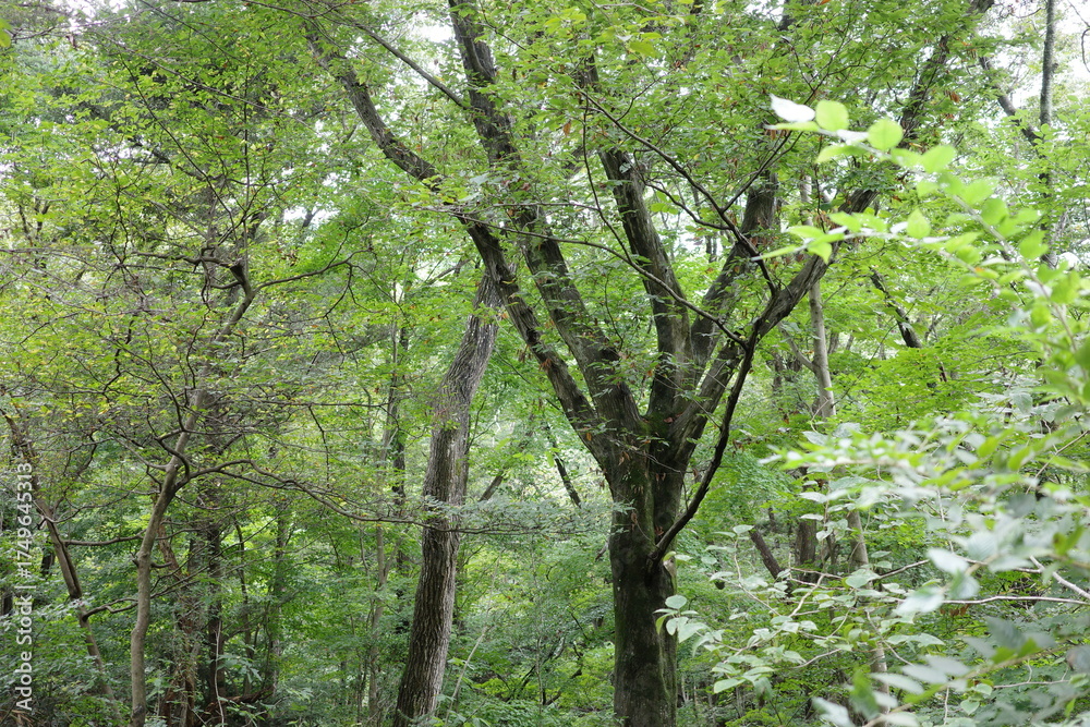 Fototapeta premium 紅葉が始まる前の秋の雑木林。 まだ緑が多く残る中に、ところどころ黄色や赤に色づき始めた葉が見え、季節の移り変わりを静かに感じさせます。