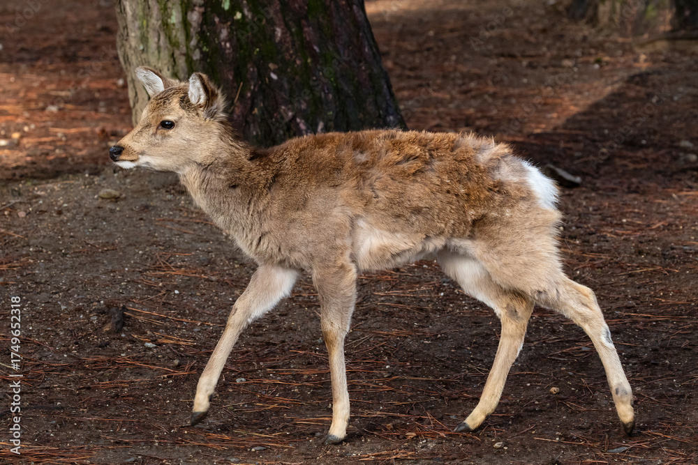 Fototapeta premium Young wild deer in Nara Park, Nara, Japan. There are approximately 1200 wild deer who roam freely through the city. 