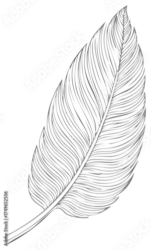 Elegant Intricate Feather Hand Drawn Line Art Illustration with Delicate Details