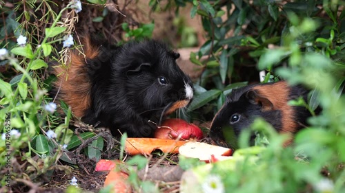 guinea pig eating food in the forest in australia