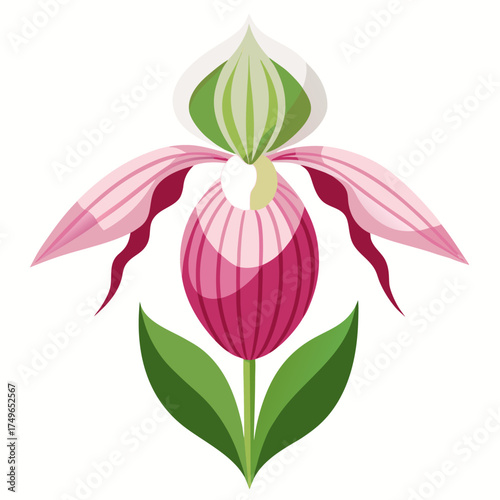  lady's slipper pink and white flower vector on white background
