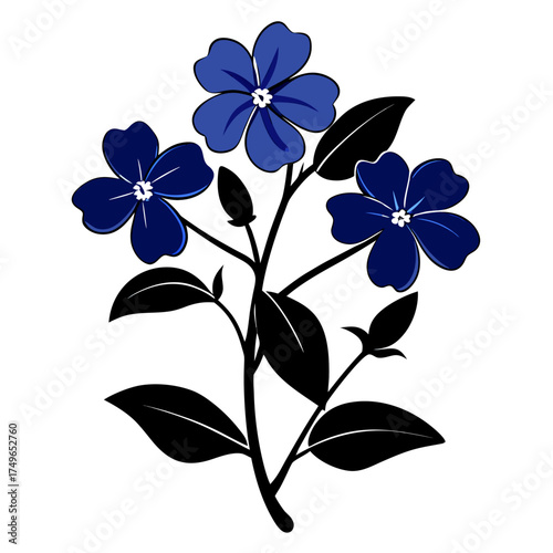 eadwort plumbago silhouette flower vector on white 