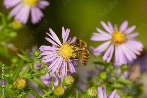 Wallpaper Mural Macro of bee gathering pollen from purple symphyotrichum novae-angliae bloom Torontodigital.ca