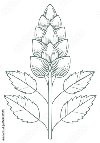 Detailed line art illustration of a hop cone with leaves representing organic ingredients