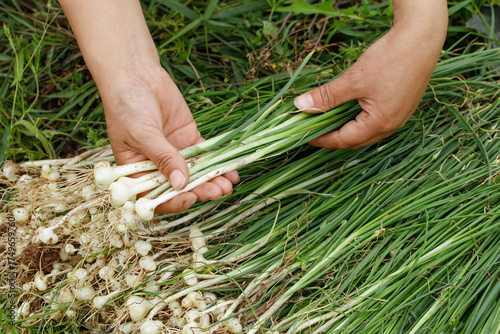 Fotografie Fresh Wild Green Onions with Rootlets Harvested by Hand from Xiangxi Garden