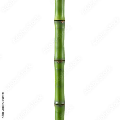 bamboo isolated on white background