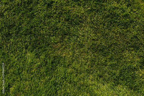 Close-up of lush green gras...