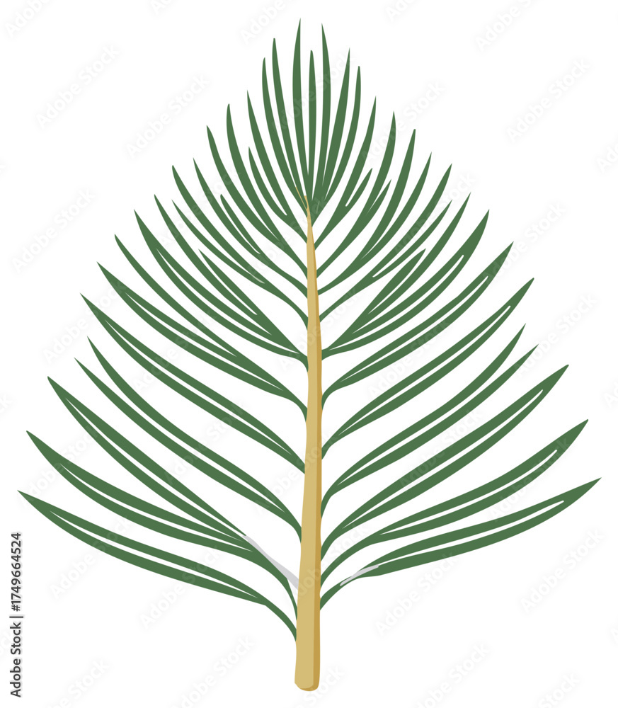 Naklejka premium Isolated Green Leaf of Evergreen Tree, Plant Branch Simple Illustration, Forest Foliage Element