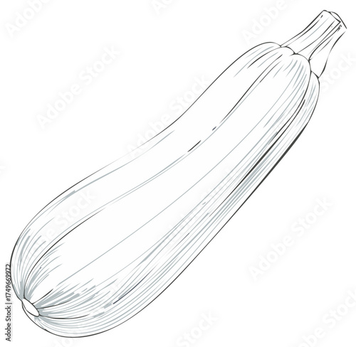 Zucchini squash vegetable drawing for coloring book pages or illustration projects.