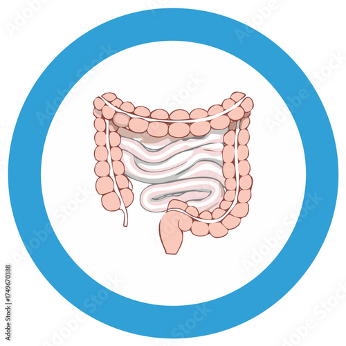 Human intestines and colon illustration in a blue circle icon for digestive health