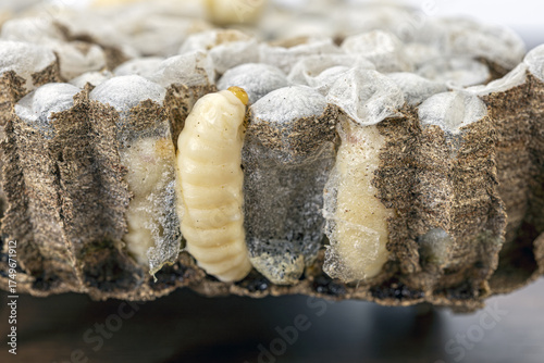 Wasp nests with larvae are a highly prized and traditional food ingredient in Thailand, valued for their exceptional protein content, rich nutrition, and distinctive savory flavor enjoyed across local