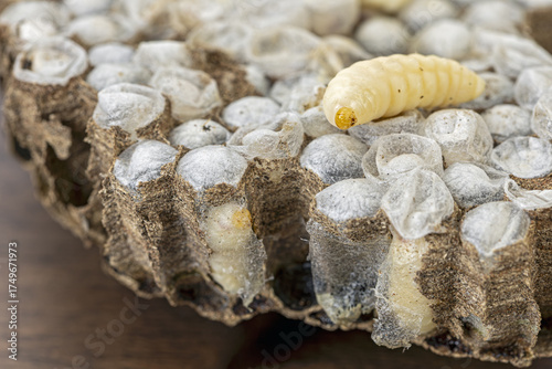 Wasp nests with larvae are a highly prized and traditional food ingredient in Thailand, valued for their exceptional protein content, rich nutrition, and distinctive savory flavor enjoyed across local