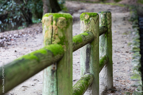 steccato di legno con muschio verde 
