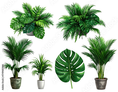 Digital illustration of various tropical houseplants