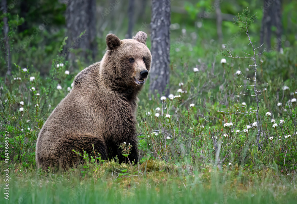 Obraz premium Wild brown bear ( Ursus arctos )