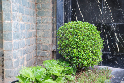 Trimmed round bush and fan palms brightening a shaded garden corner