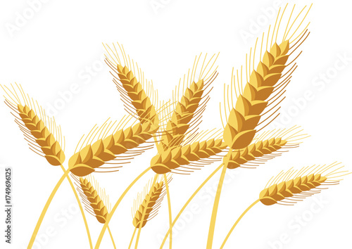 Golden barley wheat ears. Ripening cereal crop plant harvest season symbol. For food packaging or agriculture use.