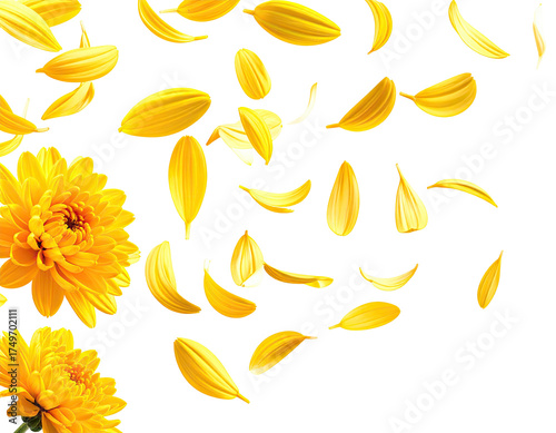 Yellow flower petals scattered (1)