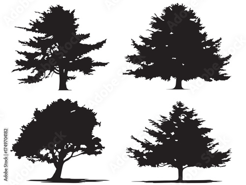 Cedar Tree Collection with Realistic 2D Vector Line Art Style
