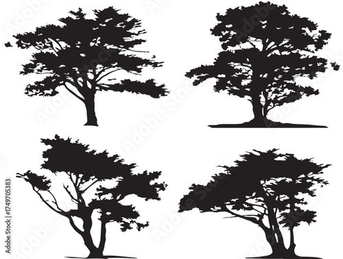 Elegant Cypress Tree Illustrations for Nature 2D Vector Line Art