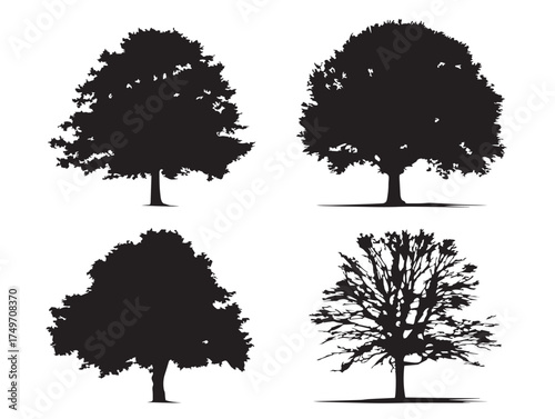 Natural Elm Tree Illustrations for Classic 2D Vector Line Art