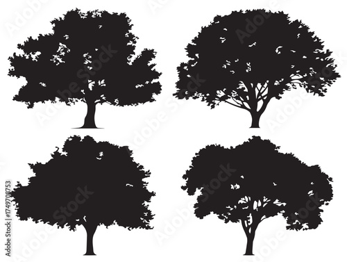 Beautiful Elm Tree Silhouette Design in Refined 2D Vector Line Art