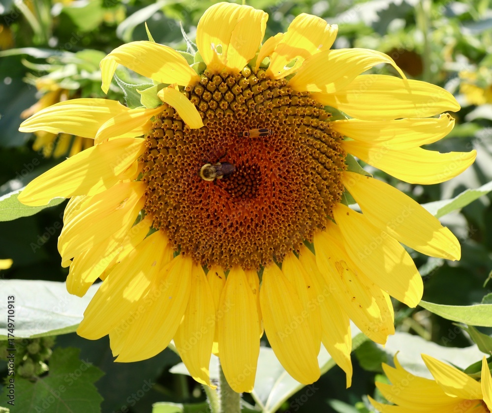Naklejka premium A close view of the yellow sunflower in the field.